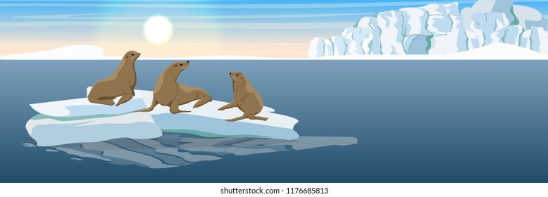 Three seals on an ice floe in the North Sea or the ocean. The glacier and the snow-covered plain. Landscapes of Alaska and other northern regions.