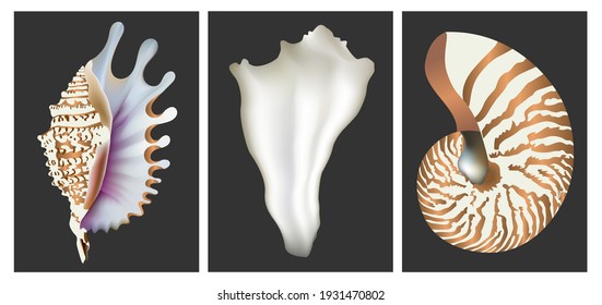 Three seashells on a black background