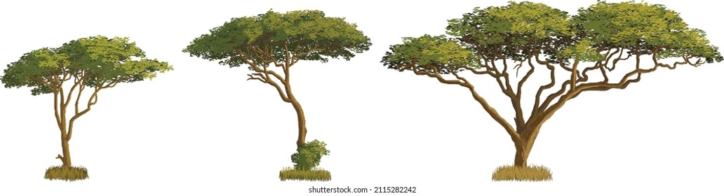 Three shapes of beautiful trees in African nature, vector illustration isolated no background