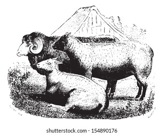 Three sheep on field, vintage engraved illustration. Animaux Sauvages et Domestiques - For kids - 1892.