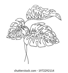 Three sheets of monstera on a white background, doodle.Vector tropical leaves can be used in textiles, postcards.