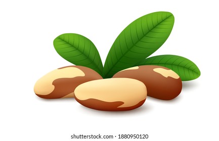 Tres nueces brasileñas con hojas verdes aisladas en fondo blanco. Ilustración vectorial realista.