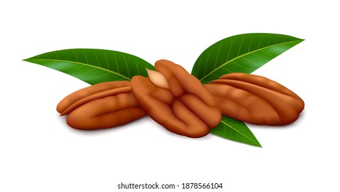 Tres nueces de pecan (mitades) con hojas verdes aisladas sobre fondo blanco. Ilustración vectorial realista.