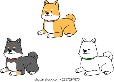 Three Shiba Inu lying down