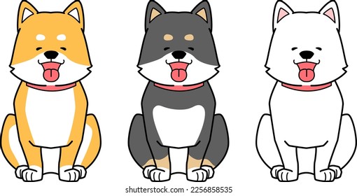 Three Shiba Inu sitting and looking at you