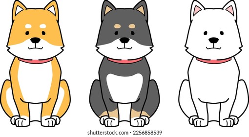 Three Shiba Inu sitting and looking at you