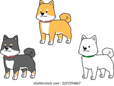 Three Shiba Inu standing proudly