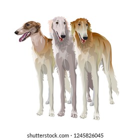 Three sighthound dogs in full growth. Borzoi or russian wolfhound. Vector illustration isolated on white background