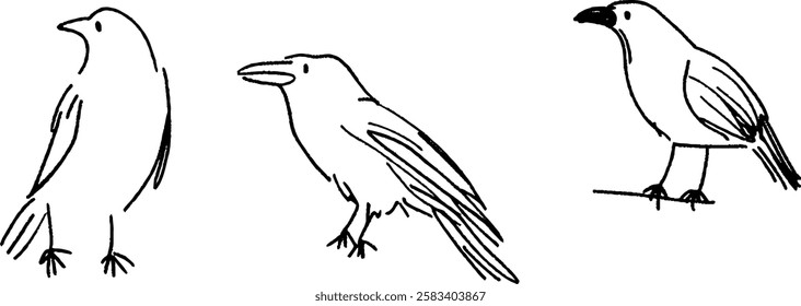 Three simple line drawings of birds in different poses. The first bird is standing upright, the second has a slightly open beak, and the third is perched with a detailed outline.