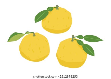 Three simple yuzu illustrations. No outline.