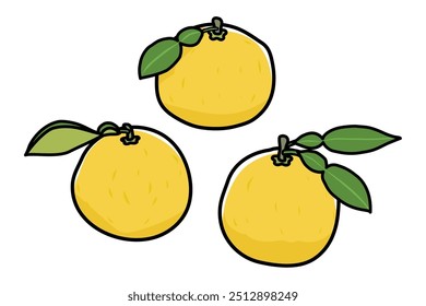 Three simple yuzu illustrations.With outline.