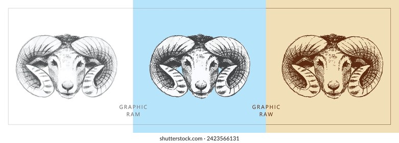 Three sketch drawings of a ram's head. Pencil drawing on paper and contour drawing in vintage style. Animals farm, wildlife. Hand-drawn.
