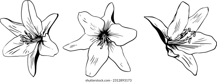 Three sketch style lily flowers black outline isolated on white background