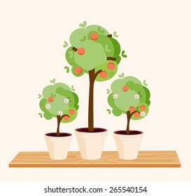 Three small tangerine trees with white flowers and white pots on a shelf