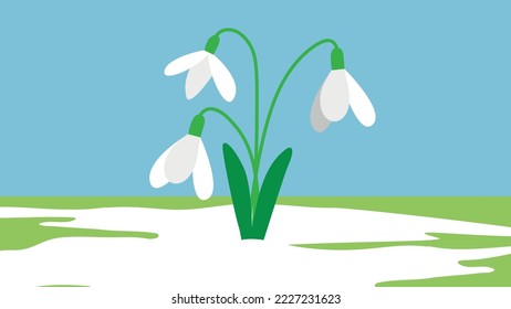 Three snowdrops on the grass under the snow