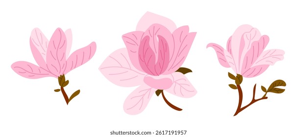 Three soft pink magnolia blossoms with brown stems and green leaves on white background. This image reflects natural elegance, floral decoration and spring beauty