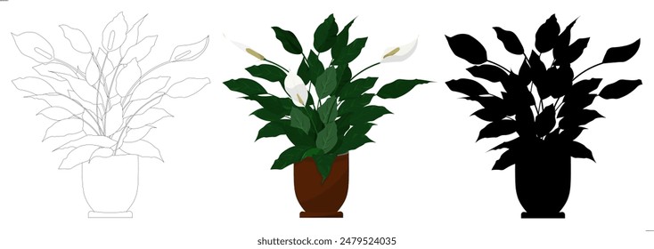 Three species of houseplant spathiphyllum in different styles. In line, black silhouette and colored design. Vector illustration