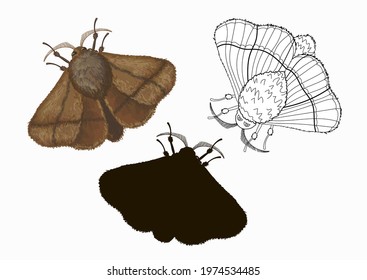 Three species of Malacosoma butterflies in cartoon style: brown, doodle and black silhouette. Stock illustration isolated on white background.