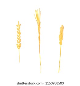 three spikelets of wheat