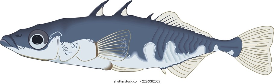 Three Spined Stickleback Vector Illustration