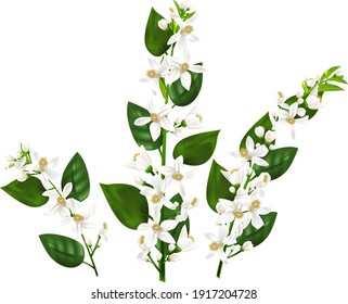 Three Sprigs Of Bergamot Plant With White Flowers And Green Leaves