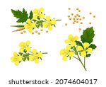 Three sprigs of flowering mustard plant (Brassica alba) with yellow flowers, leaves, pods and seeds isolated on white background. Realistic vector illustration