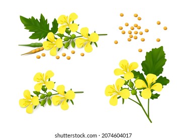 Three sprigs of flowering mustard plant (Brassica alba) with yellow flowers, leaves, pods and seeds isolated on white background. Realistic vector illustration