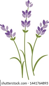 
Three sprigs of lavender illustration on white background
