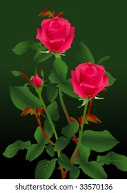 three sprigs of scarlet roses on a green background