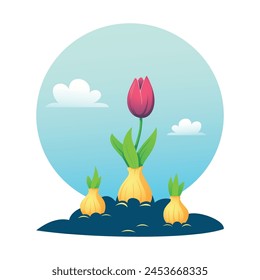 Tres bulbos de tulipán germinados en una cama de jardín contra un fondo de cielo azul y nubes. Tulipán rosa. Brillante Ilustración vectorial de primavera sobre el tema de la floricultura y jardinería.