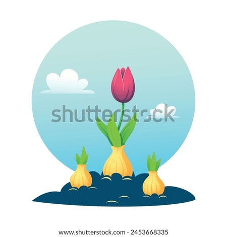 Three sprouted tulip bulbs in a garden bed against a background of blue sky and clouds. Pink tulip. Bright spring vector illustration on the theme of floriculture and gardening.