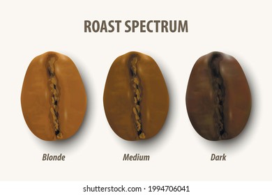 Three Stage Roasting Coffee. Vector 3d Realistic Coffee Beans. Textured Roasted Coffee Bean Set, Roast Spectrum, Degree of Roast Coffee, Icon Set Closeup Isolated on White Background. Top View