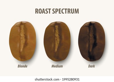 Three Stage Roasting Coffee. Vector 3d Realistic Coffee Beans. Textured Roasted Coffee Bean Set, Roast Spectrum, Degree of Roast Coffee, Icon Set Closeup Isolated on White Background. Top View