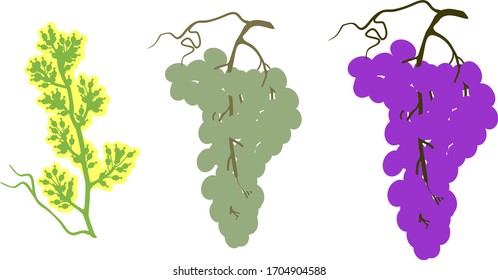 Tres etapas de maduración de uvas: flores, frutos verdes y bayas maduras