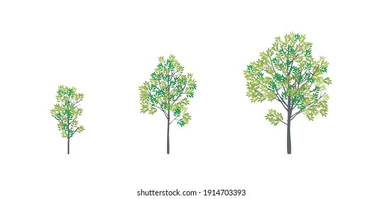 the three stages of a tree's growth vector illustrations, isolated on white.