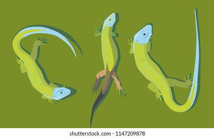 Three steep green lizards on a green background.