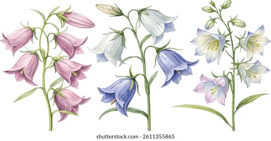 Three stems of watercolor bellflowers in varying shades of pink, purple, and white. Botanical illustration.