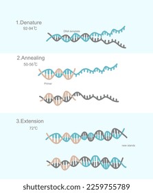 The three steps of Polymerase Chain Reaction (PCR) technique: Denaturation, Annealing and Extension for target DNA detection that shows the important reaction, reagent and temperature of each step.