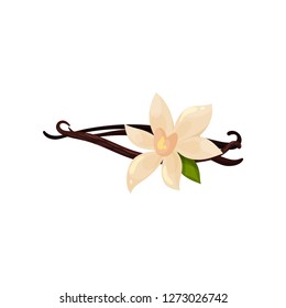 Three sticks of vanilla and flower. Fragrant spice. Organic condiment for food. Flat vector design