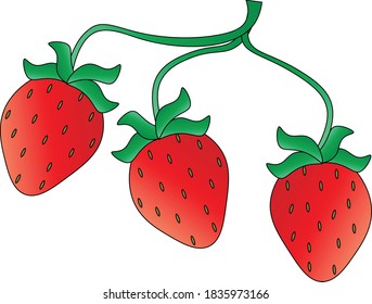 Three strawberries on a branch, vector illustration