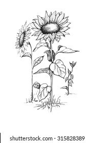 three sunflower.
