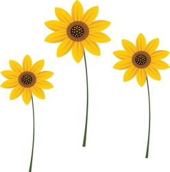 Three Sunflower Art A White Background