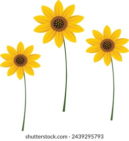 Three sunflower art a white background