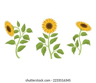 Three sunflower flowers with stems and leaves isolated on a white background