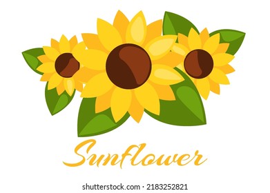 Three sunflower, isolated vector flower. Sunflower closeup