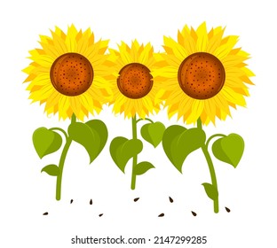 Three sunflowers in cartoon style. Vector isolated on a white background.