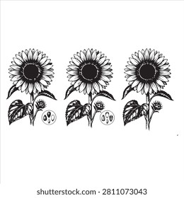 Three sunflowers at different