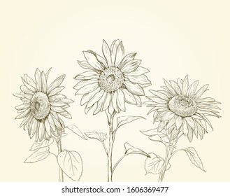 three sunflowers drawing background. vintage style illustration