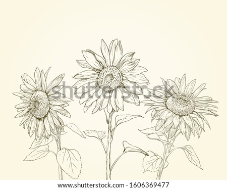 three sunflowers drawing background. vintage style illustration