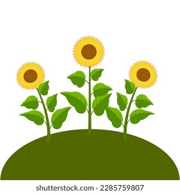 three sunflowers on white background. Autumn decoration. Vector illustration.